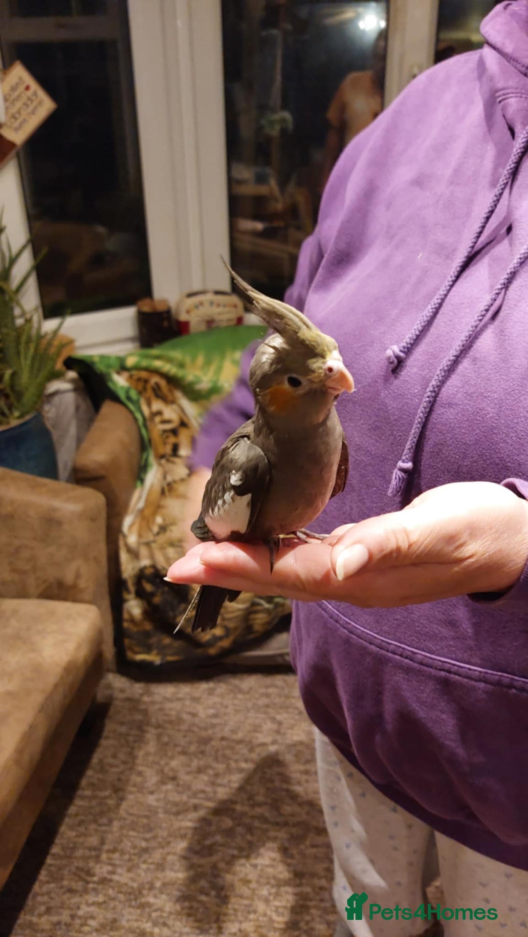 Cockatiels birds for sale: Baby cockatiels  - Image 3