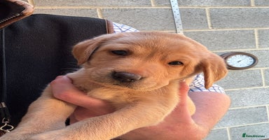Labrador Retriever dogs - Advert 5