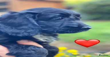 Sproodle dogs - Advert 5