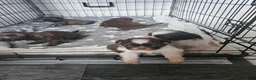 Shih Tzu dogs for sale: Beautiful Imperial Chocolate Shih Tzu Puppies 💓 - Advert 8