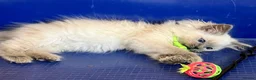 Ragdoll cats for sale: GCCF Ragdoll 🏆Champion Bloodline🌟5-Gen Pedigrees - Advert 19