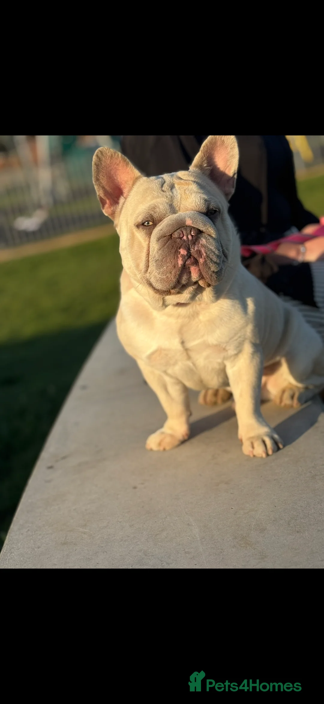 French Bulldog dogs for stud: French Bulldog Stud Ready And Waiting  - Advert 2