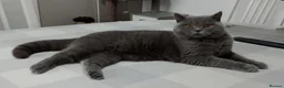 British Shorthair cats for sale: Gccf Blue and  Lilac  - Advert 8