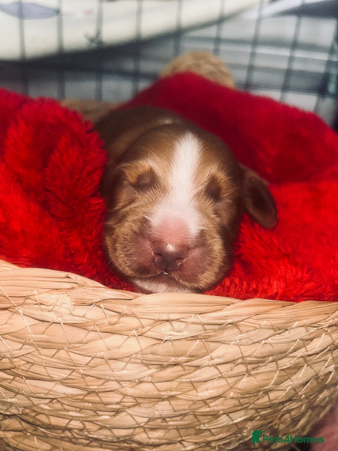 Cocker Spaniel dogs for sale: Cocker spaniel pups for sale  - Advert 10