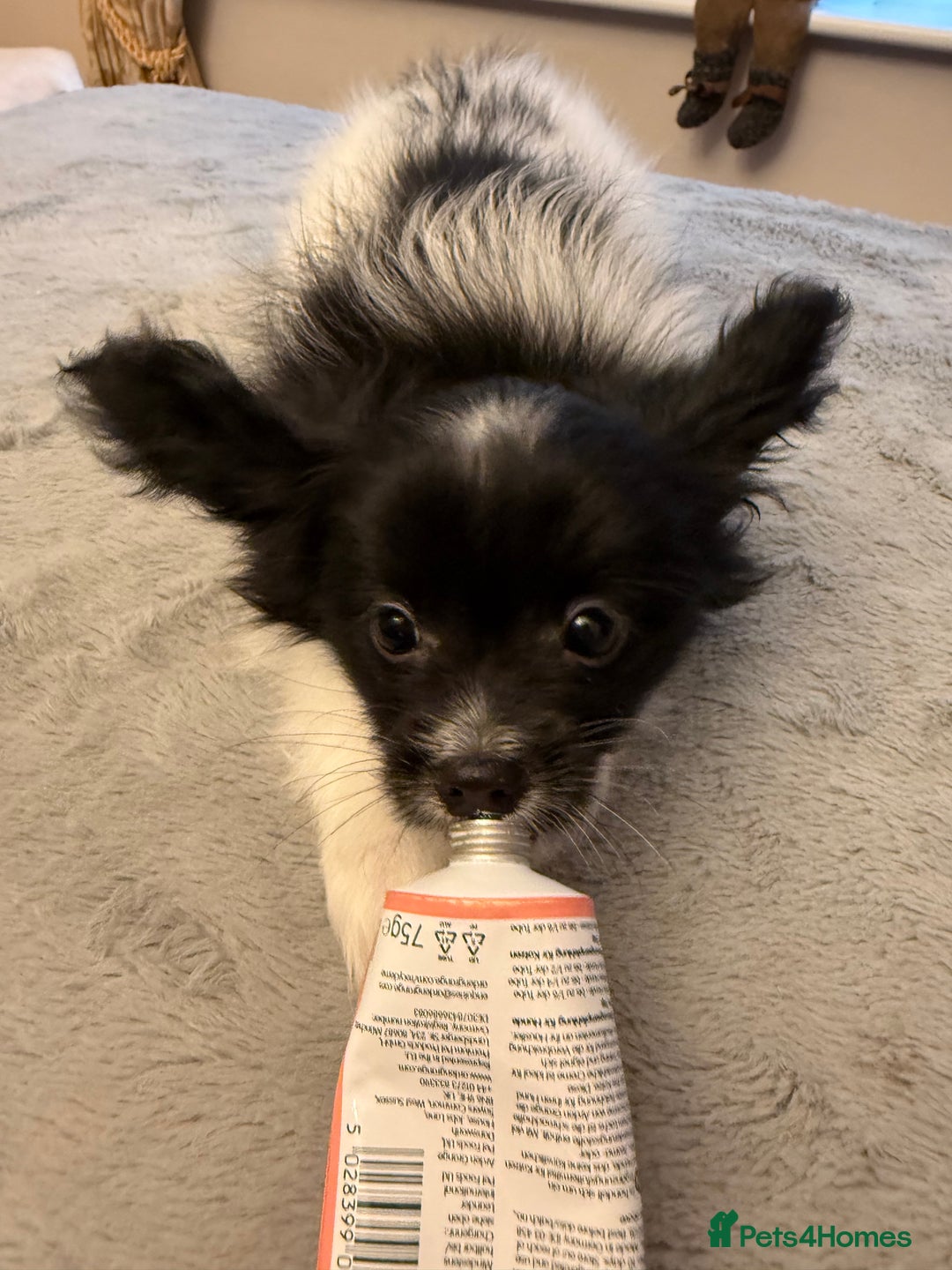 Papillon dogs for sale: Male puppy for sale  - Advert 14