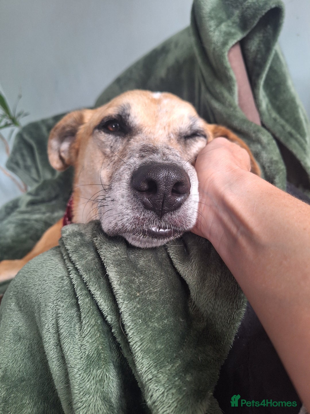 Mixed Breed dogs for sale: Big Golden Boy for Adoption  - Image 8