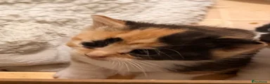 kitten 2