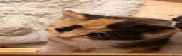 Mixed Breed cats for sale: 5 Kittens for sales  - Advert 5