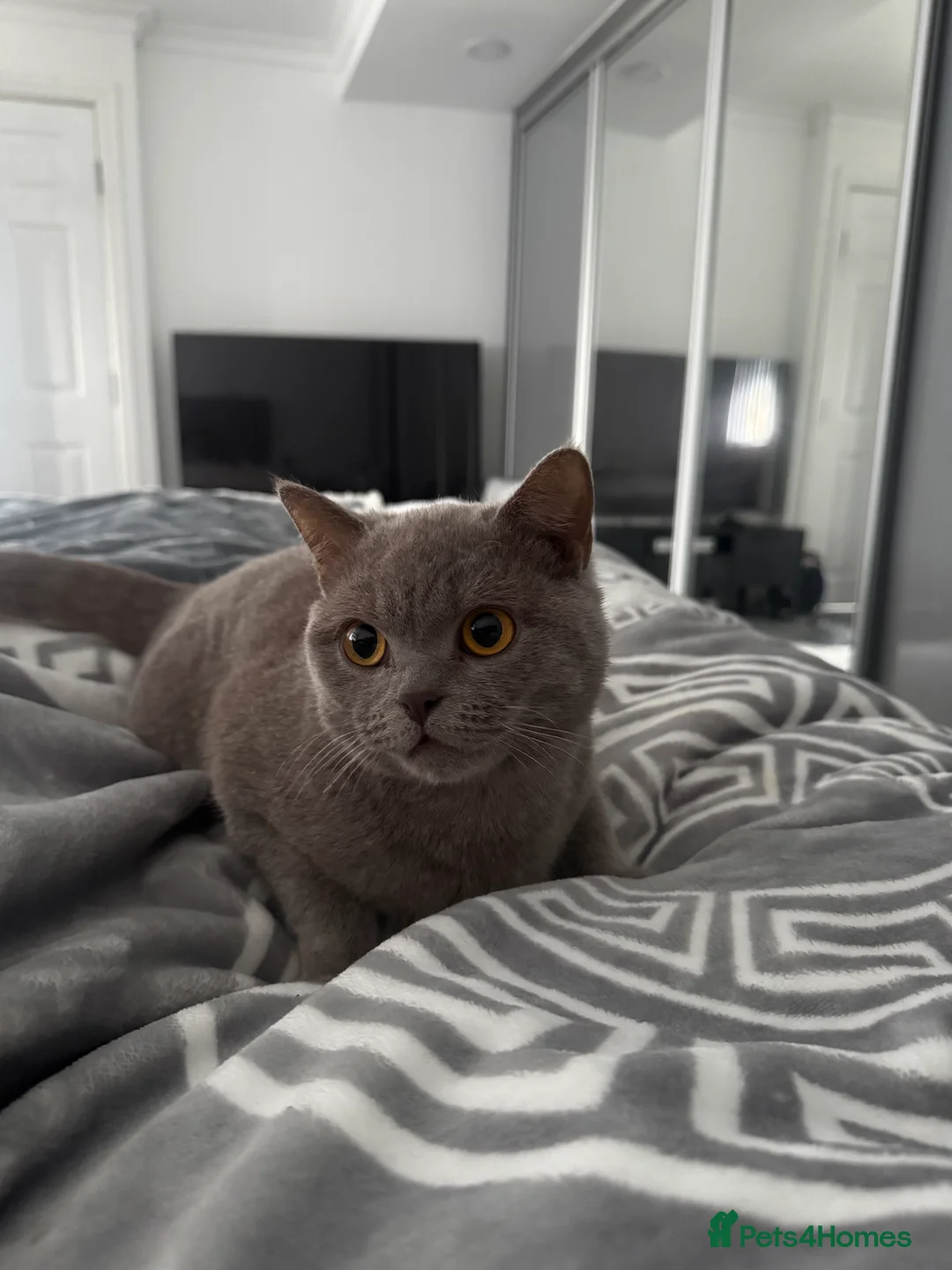 British Longhair cats for sale: Nardo - Advert 2