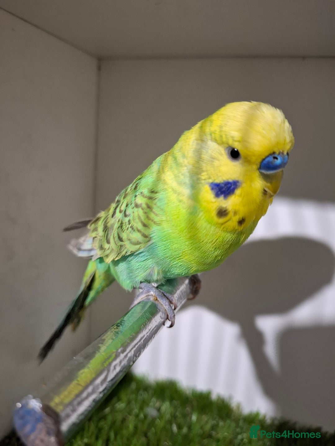 Budgerigars birds for sale: Budgies for sale  - Advert 13