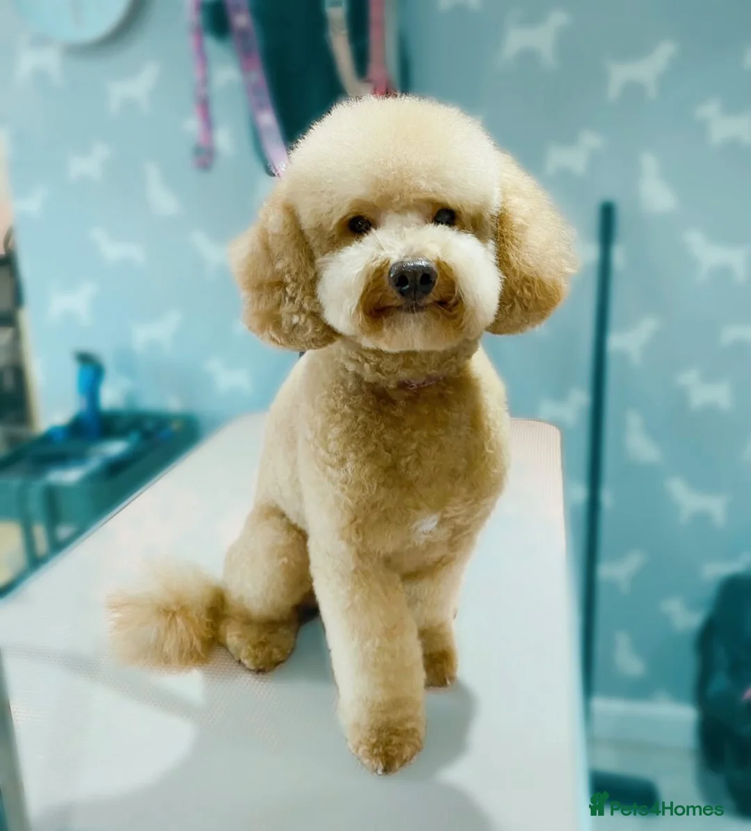 Toy Poodle dogs for stud: KC registered. GENETIC & HEALTH TESTED. in Wigan - Advert 6