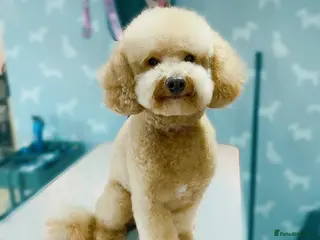 Toy Poodle dogs KC registered. GENETIC & HEALTH TESTED. - Advert 10