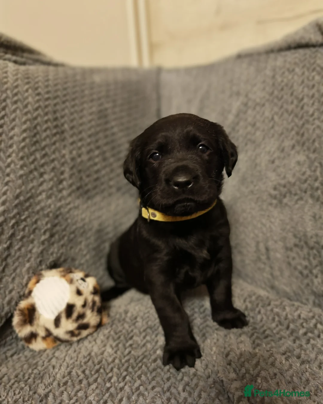 Labrador Retriever dogs for sale: Black Labrador puppies  in Ipswich - Advert 2