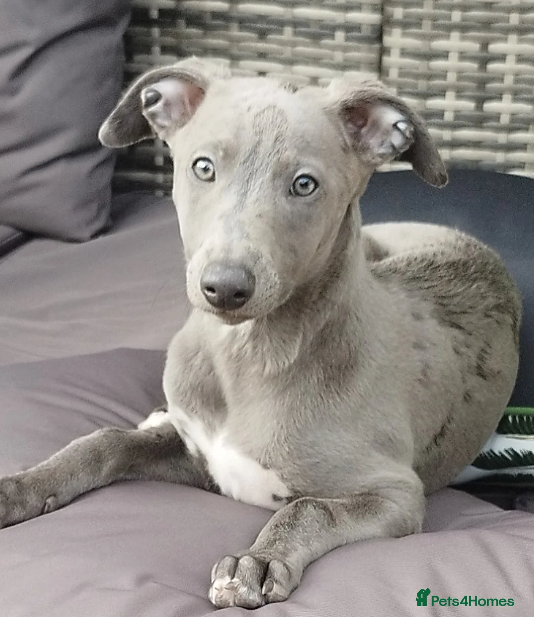 Whippet dogs for stud: Morse - Advert 4