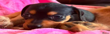 Chiweenie 5