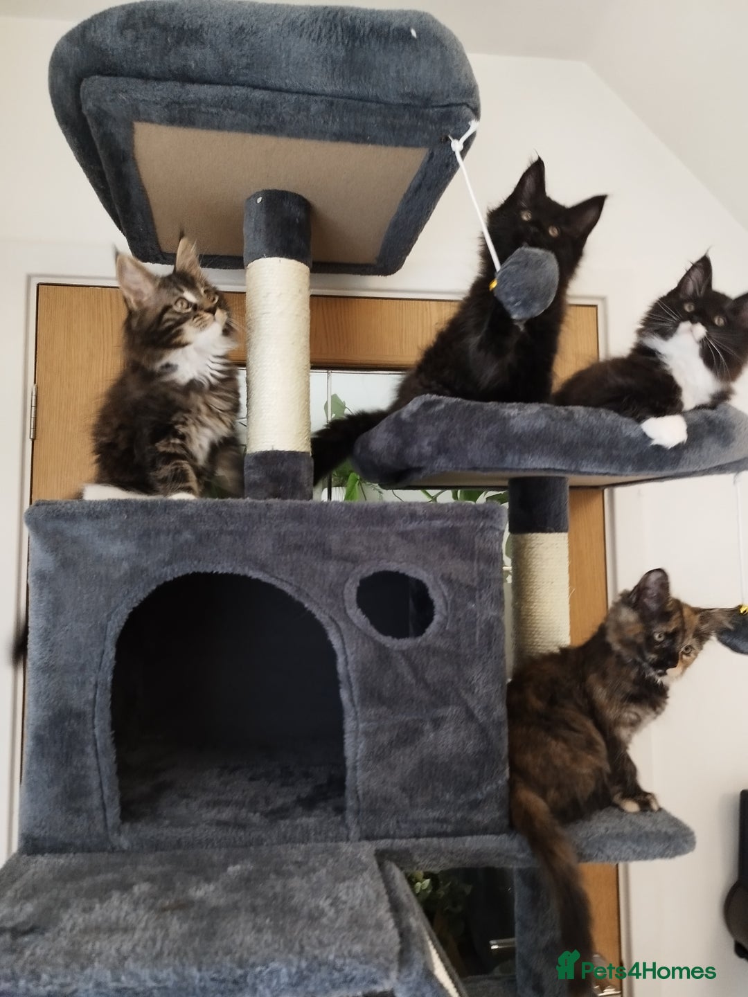 Maine Coon cats for sale: Maine Coon Kittens - Fluffy Chaos Incoming - Image 13