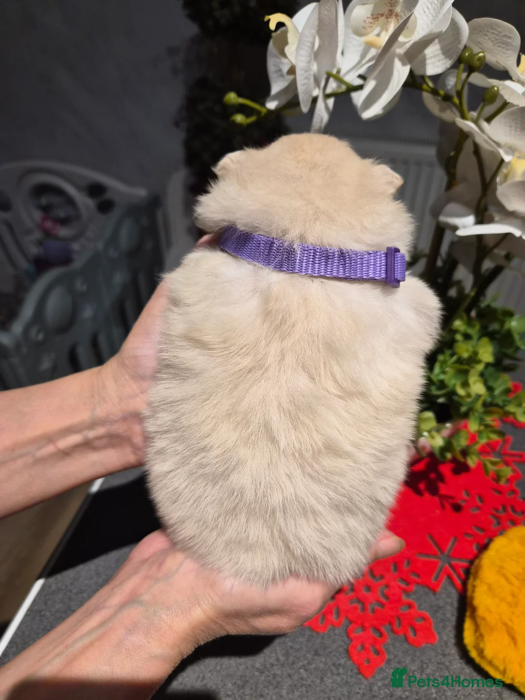 Pomeranian dogs for sale: 💝High Quality Korea/ Russia Babies💝 - Advert 14