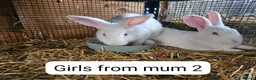 New Zealand rabbits for sale: NewZealand Whites - Advert 4