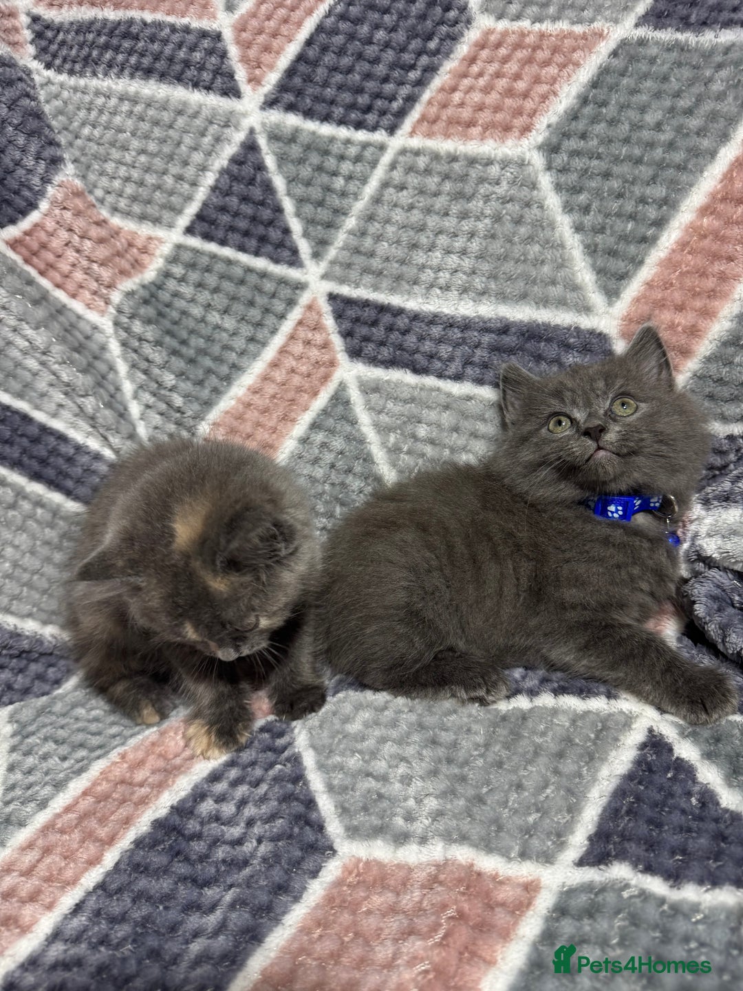 Mixed Breed cats for sale: 🐾 Adorable 9-Week Kittens for Sale 🐾 - Advert 2