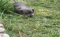 Dachshund dogs for sale: Miniature dachshunds ready now 💗 - Image 29