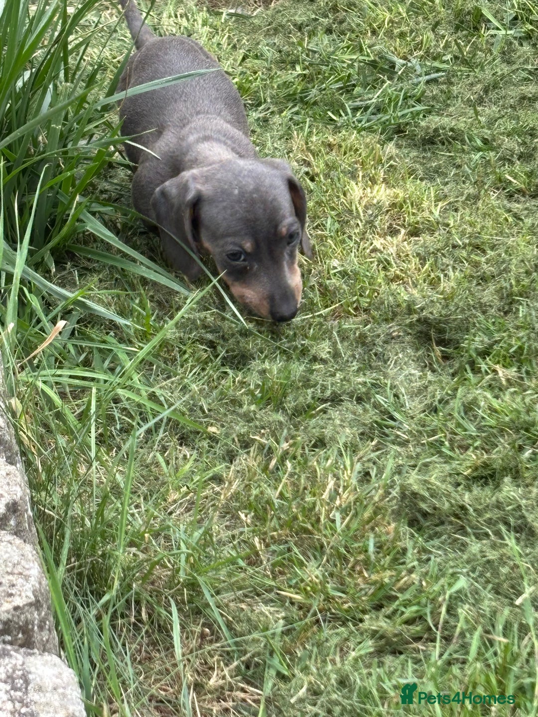 Dachshund dogs for sale: Miniature dachshunds ready now 💗 - Image 29