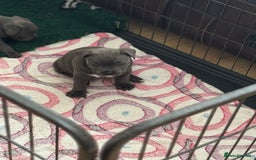 Staffordshire Bull Terrier dogs for sale: Amazing blue Staffordshire bull terrier puppies  in Stoke-on-Trent - Image 18