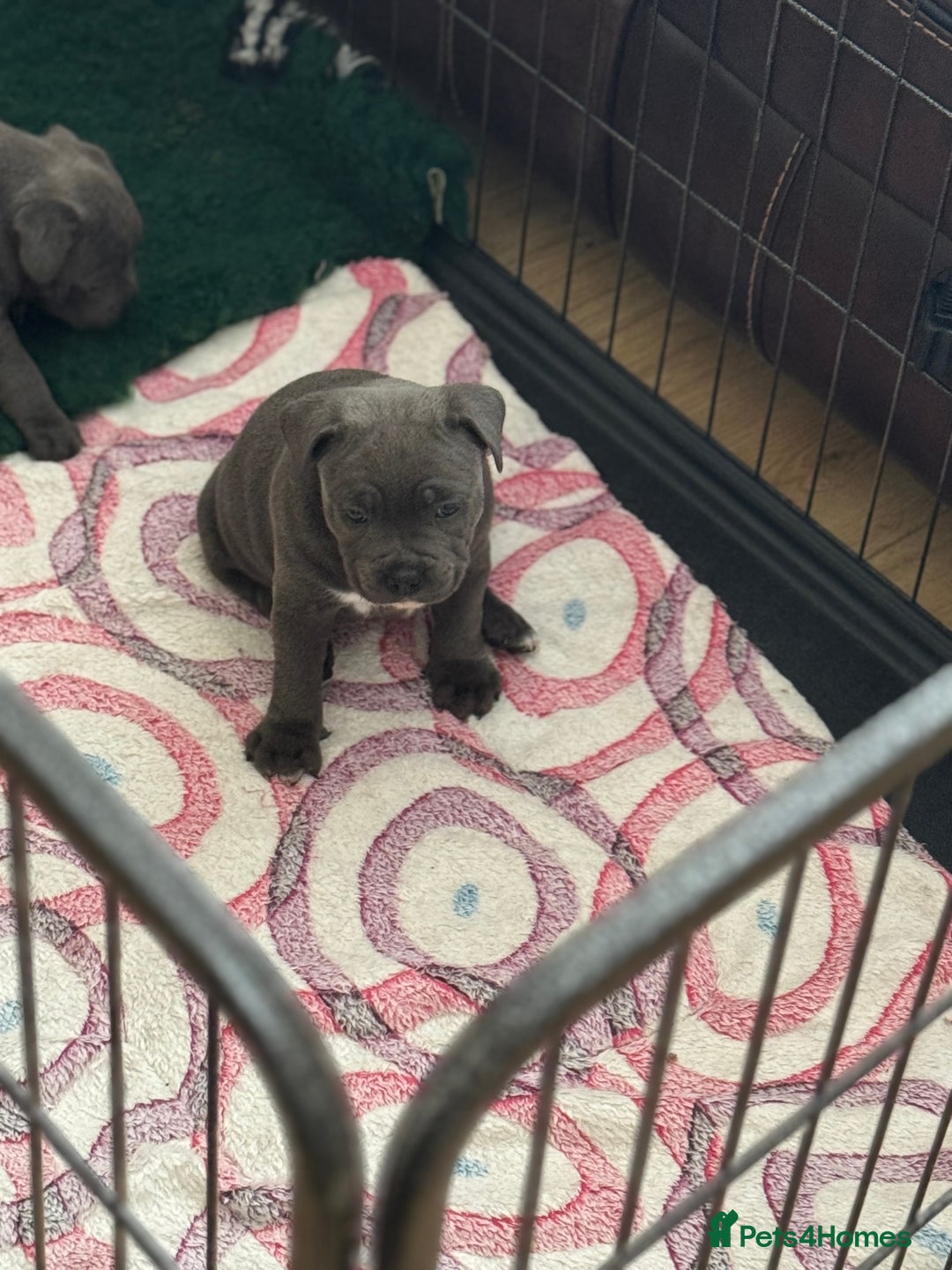 Staffordshire Bull Terrier dogs for sale: Amazing blue Staffordshire bull terrier puppies  in Stoke-on-Trent - Image 18