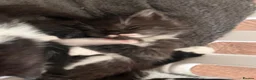 Mixed Breed cats for sale: Beautiful Mixed-Breed Kittens - Ready early July - Advert 18