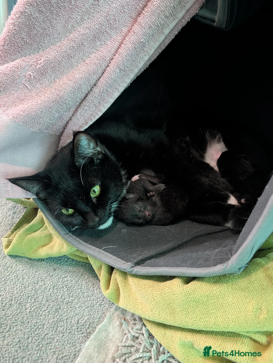 Domestic Shorthair cats for sale: Five kitten, 2 black, 3 tuxedo. Sexes not known - Advert 11