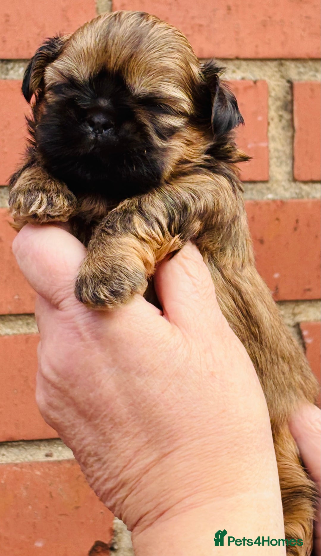 Shih Tzu dogs for sale: Handsome shih tzu boy puppies  - Image 11