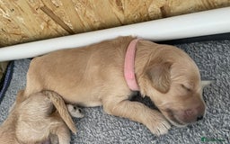 Goldendoodle dogs for sale: F1b Goldendoodles available for reservation - Image 13
