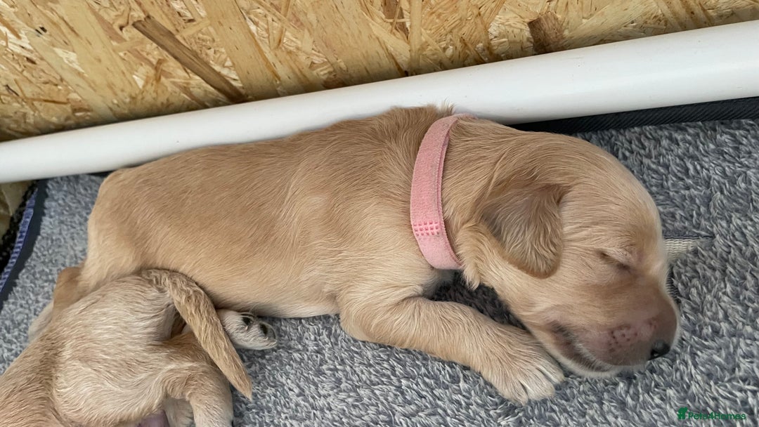 Goldendoodle dogs for sale: F1b Goldendoodles available for reservation - Image 13
