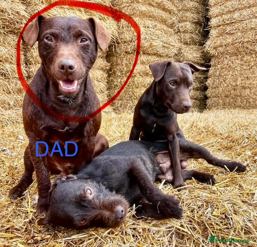 Patterdale Terrier dogs for sale: Beautiful chocolate docked Patterdale pups - Advert 7