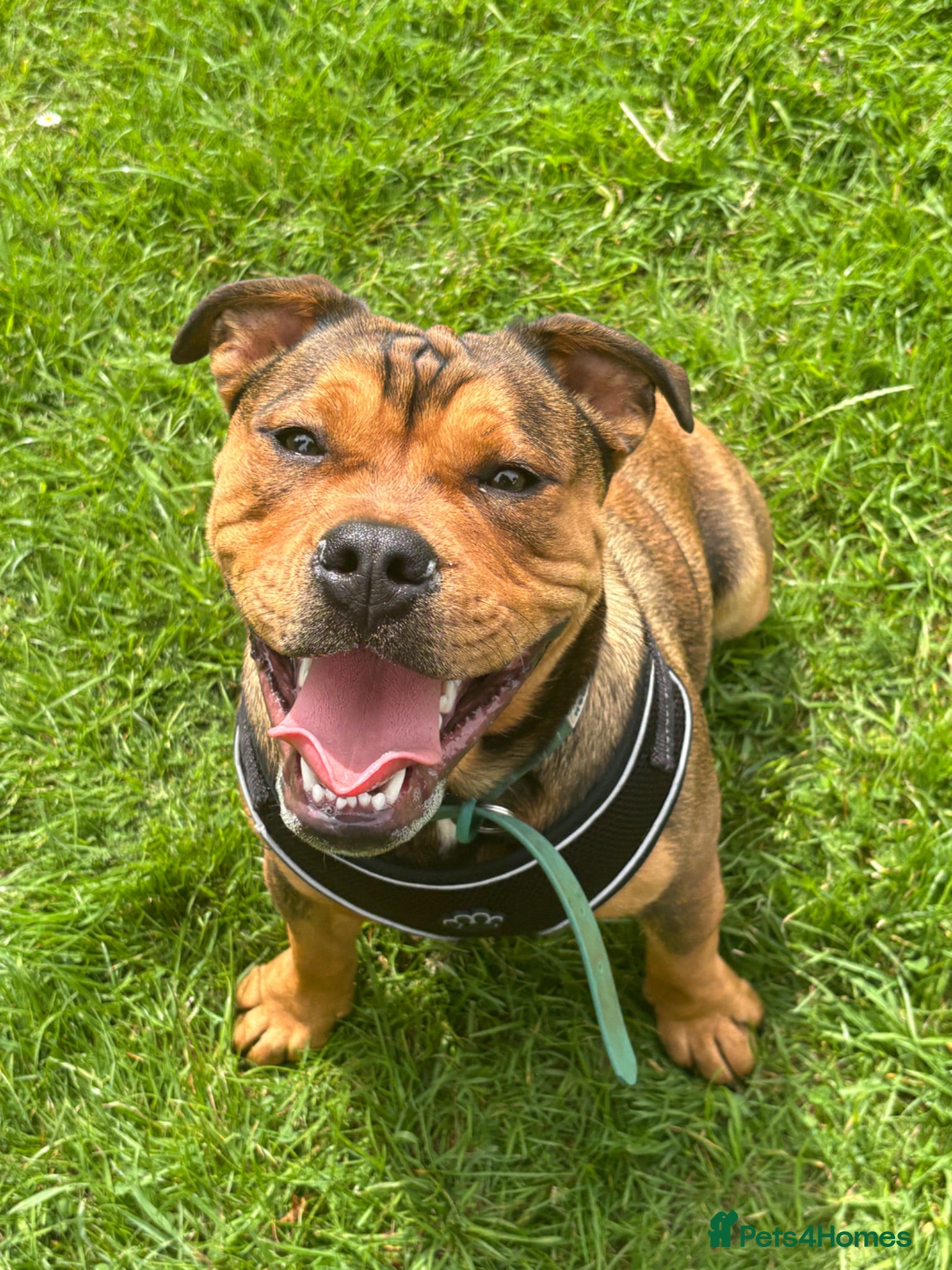 Mixed Breed dogs 6 month old Staffordshire bull terrier X bulldog - Advert 1