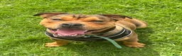 Mixed Breed dogs for sale: 6 month old Staffordshire bull terrier X bulldog in Hemel Hempstead - Advert 1