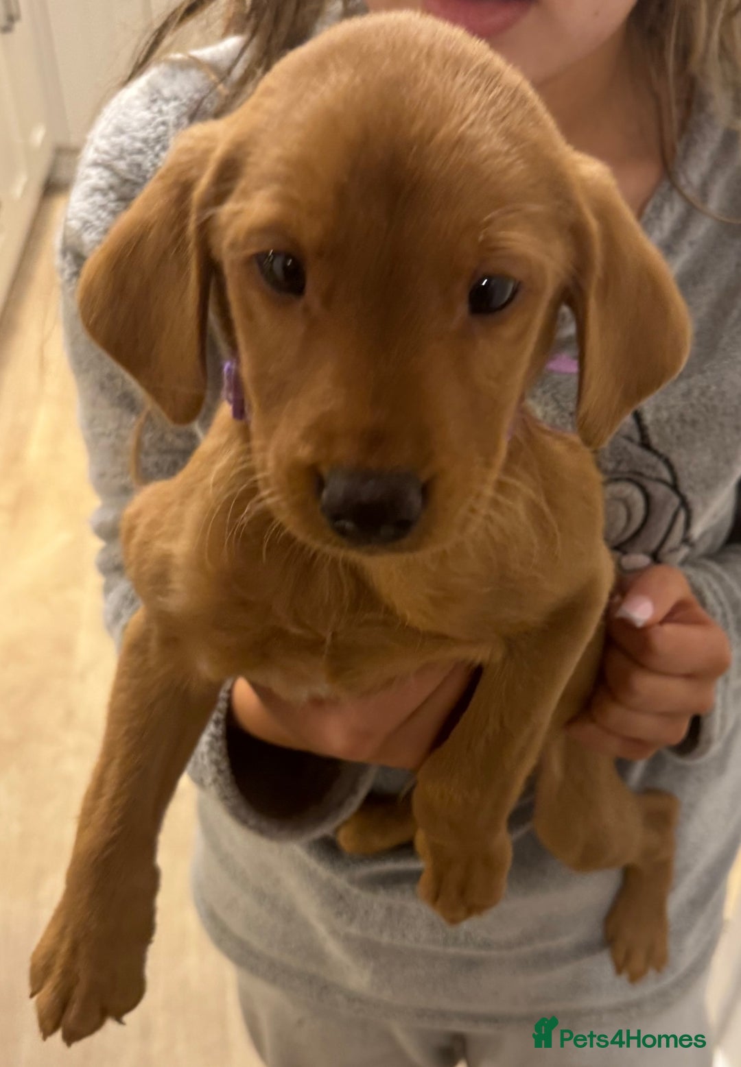 Labrador Retriever dogs for sale: 8 week old Fox red Labrador Boy Ready to leave now - Advert 2