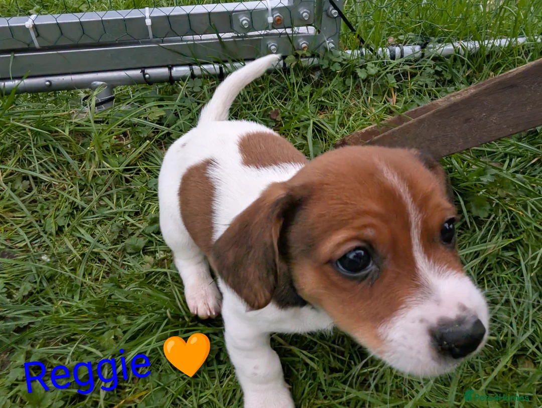 Jack Russell dogs for sale: 🐶 Jack Russell Boys – Ready Monday 23rd Feb🐶 - Advert 19