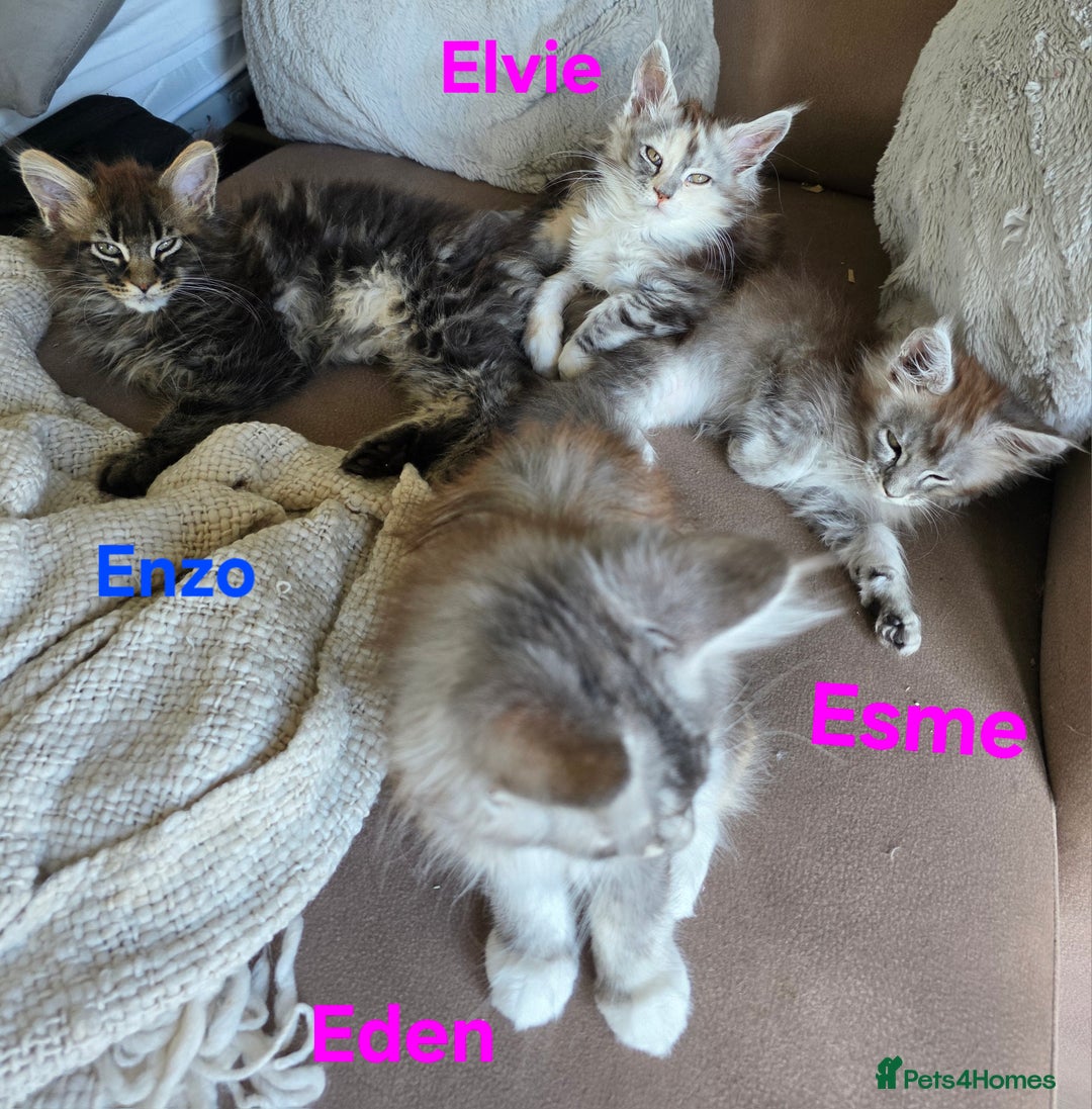 Maine Coon cats for sale: Rare Pure Breed Mainecoons - Image 8