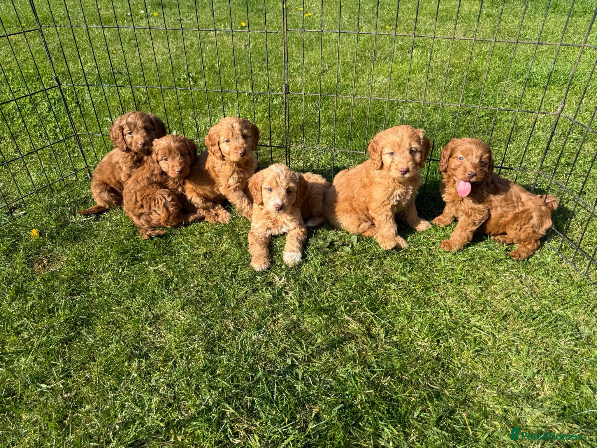 Cockapoo dogs Cockapoo puppy's ready now  - Advert 18