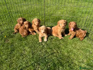 Cockapoo dogs Cockapoo puppy's ready now - Advert 18