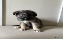 Mixed Breed dogs for sale: Alaskan Malamute x German Shepard Cross puppies - Image 10
