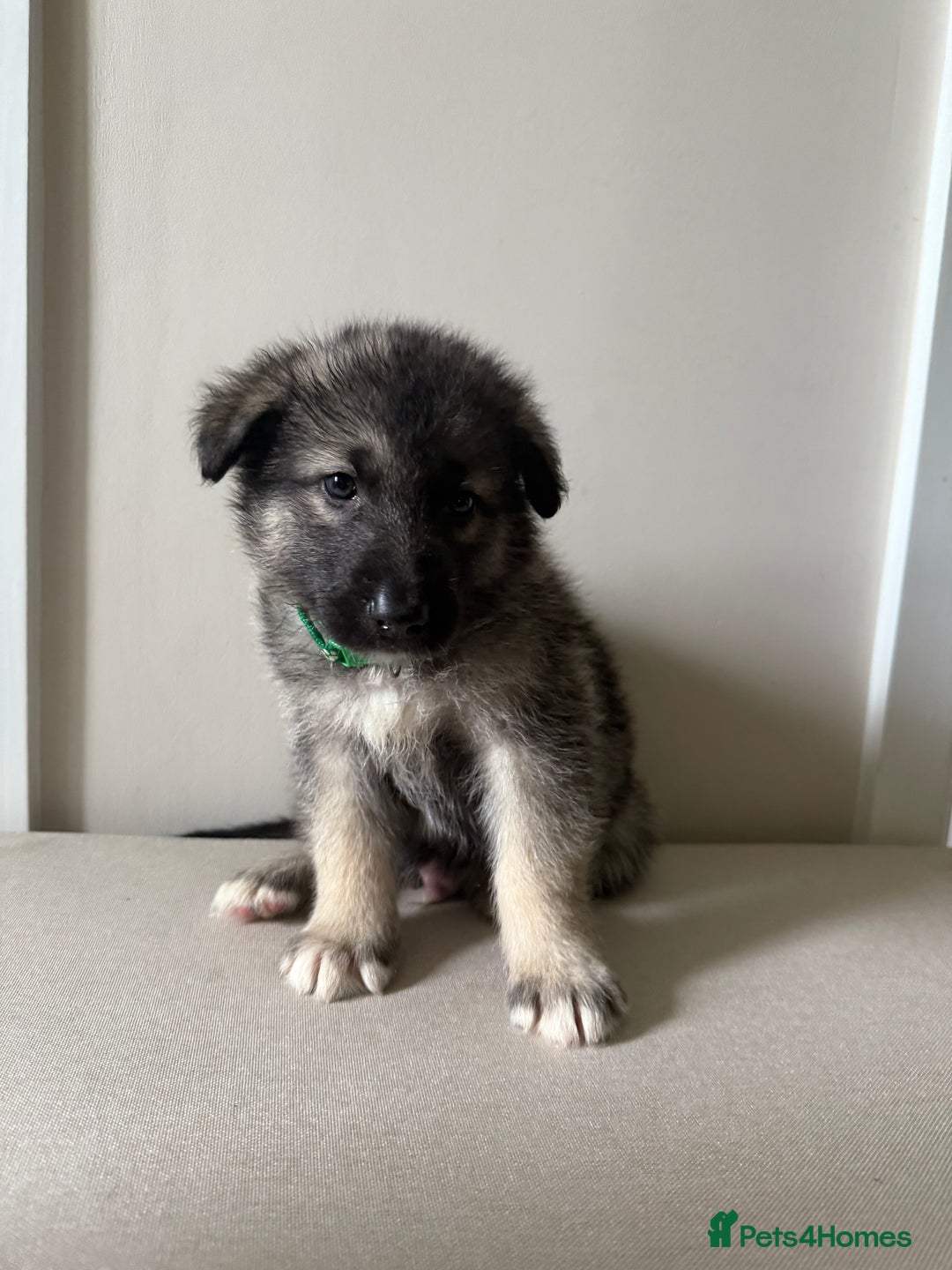 Mixed Breed dogs for sale: Alaskan Malamute x German Shepard Cross puppies - Image 10