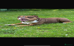 English Bulldog dogs for sale: English bulldog puppies  - Image 3