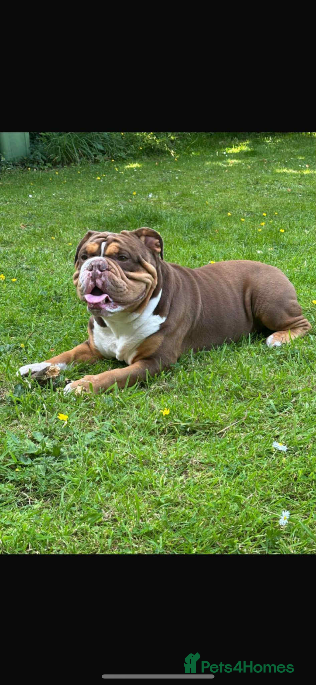 English Bulldog dogs for sale: English bulldog puppies  - Image 3