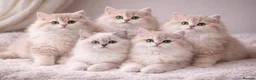 British Longhair cats for sale: Lilac golden British longhair blue golden pedigree - Advert 2