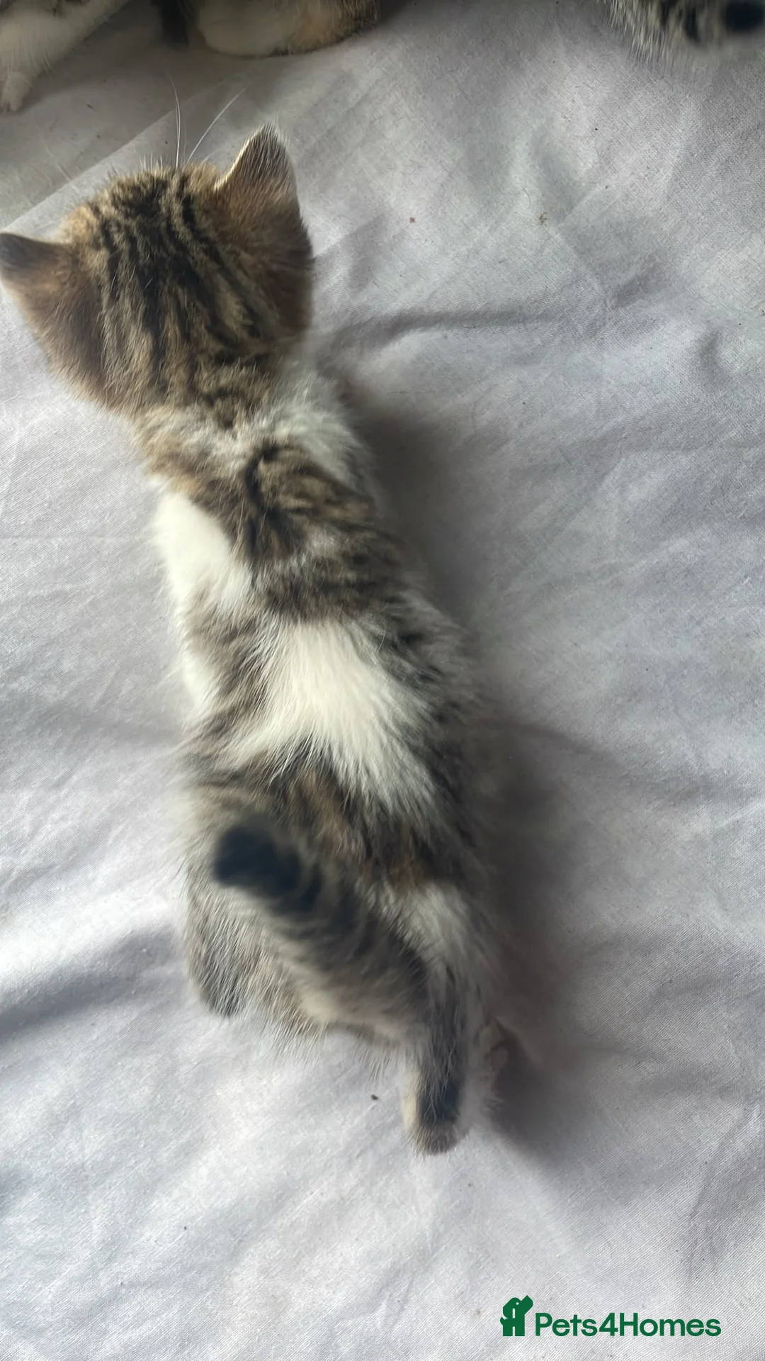 Mixed Breed cats for sale: Beautiful kittens - Advert 2