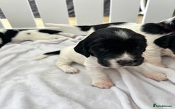 Sprocker dogs for sale: Sprocker Spaniel Puppies - Image 37