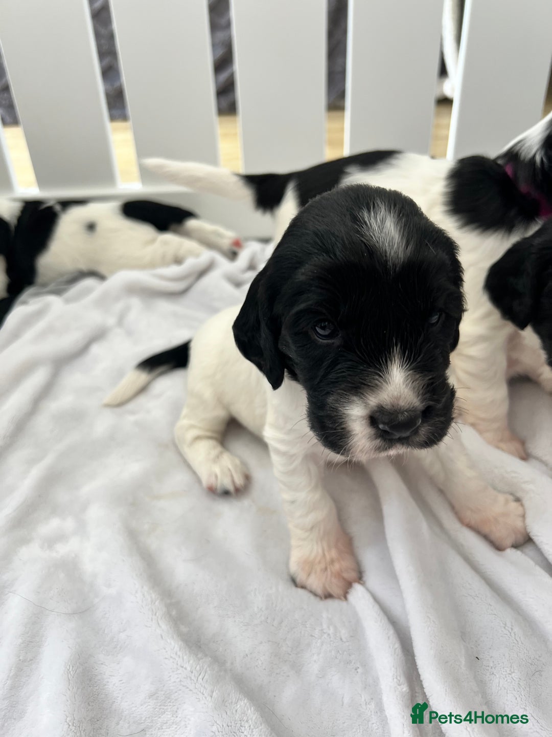 Sprocker dogs for sale: Sprocker Spaniel Puppies - Image 37