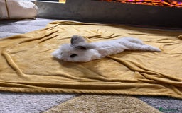 Angora rabbits for sale: Gorgeous bonded English angoras x2  - Image 15