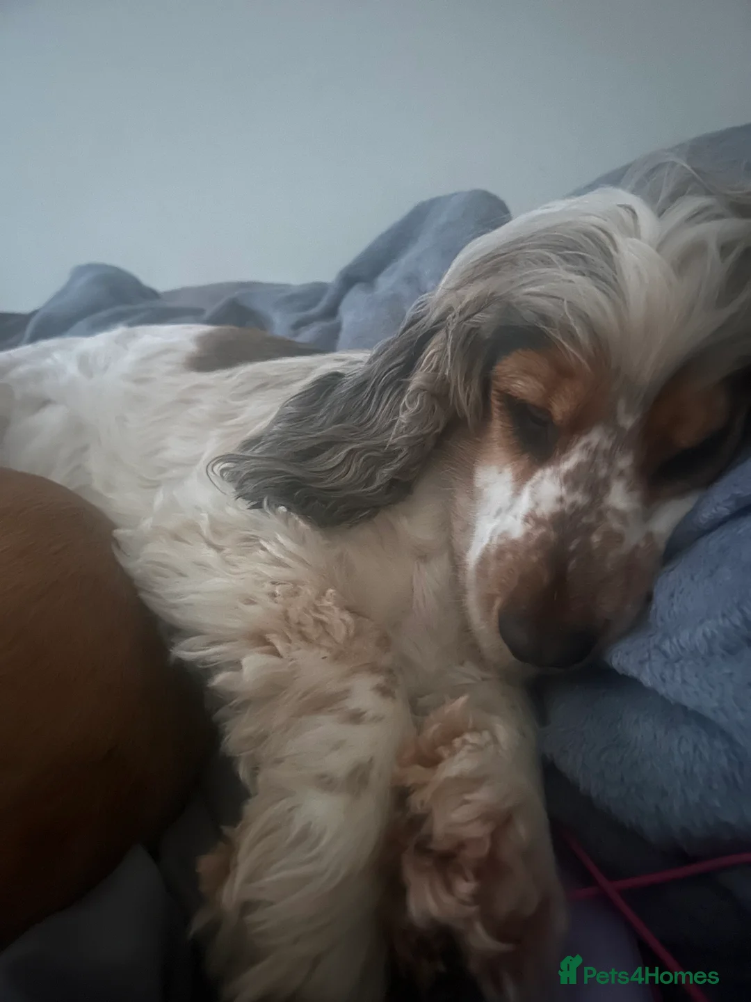 Cocker Spaniel dogs for sale: Litter due 28th Feb SHOW true to type  - Advert 3